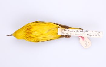 Media type: image;   Ornithology 189500 Description: Dendroica petechia;  Aspect: ventral
